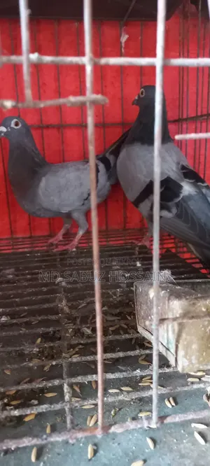সবজি রেসার কবুতর রানিং খুবই ভালো।