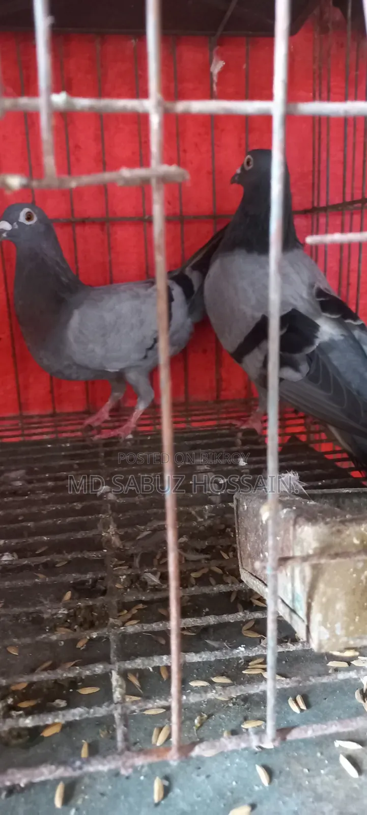 সবজি রেসার কবুতর রানিং খুবই ভালো।