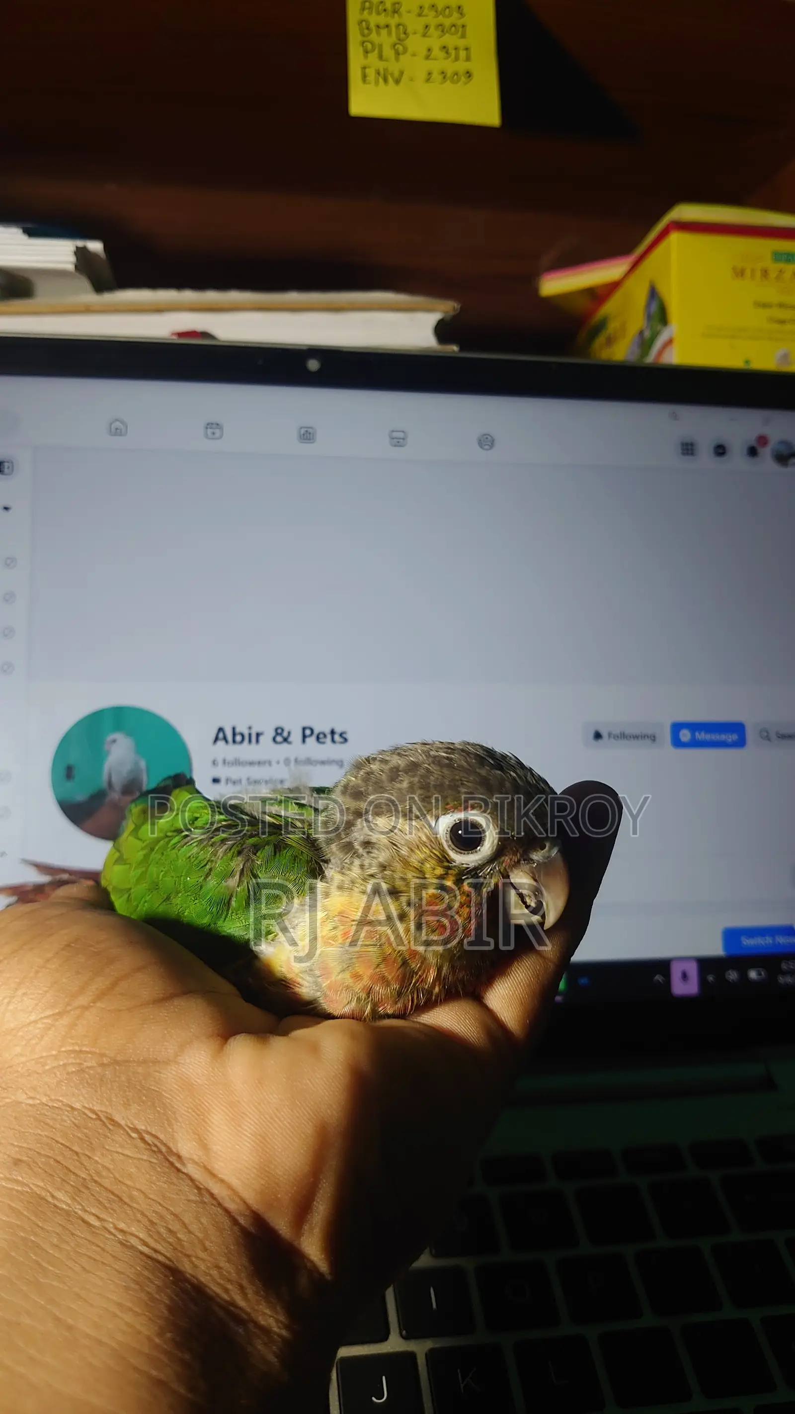 Green Check Conure ( 1 Ta Pa Baka)