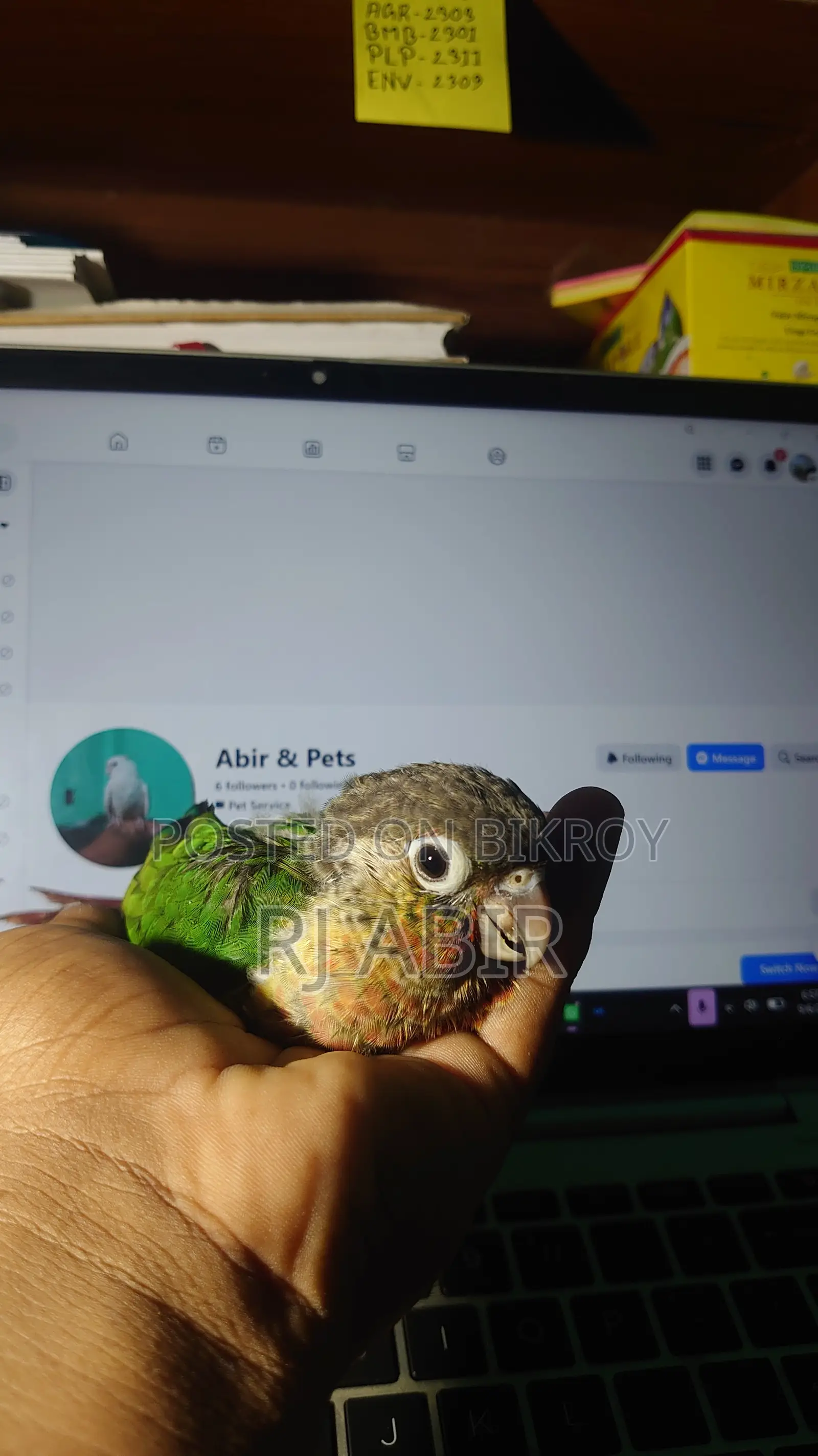 Green Check Conure ( 1 Ta Pa Baka)