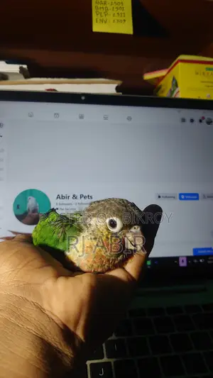 Green Check Conure ( 1 Ta Pa Baka)