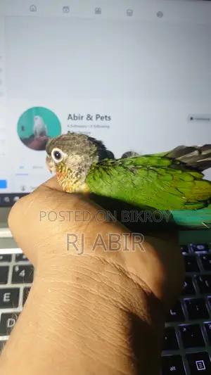 Green Check Conure ( 1 Ta Pa Baka)