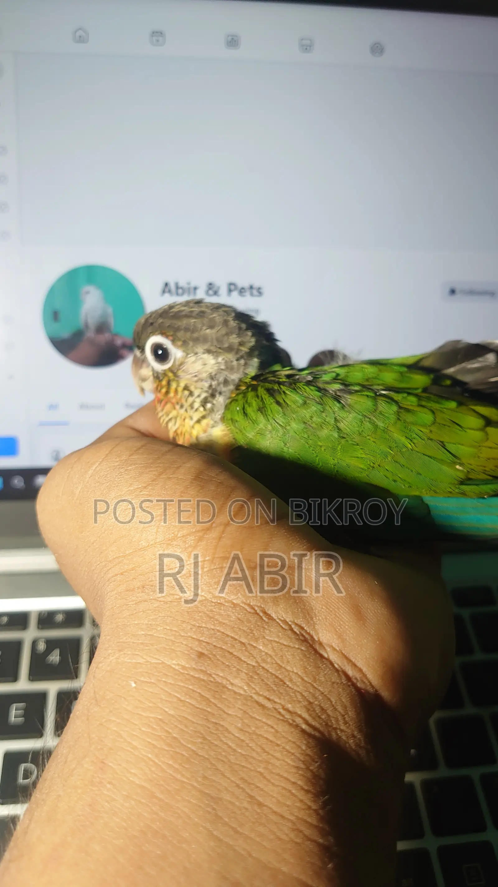 Green Check Conure ( 1 Ta Pa Baka)