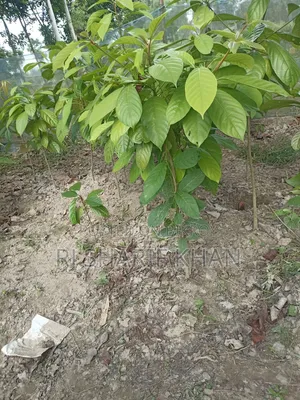 চারা গাছ ####