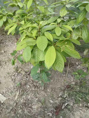 চারা গাছ ####