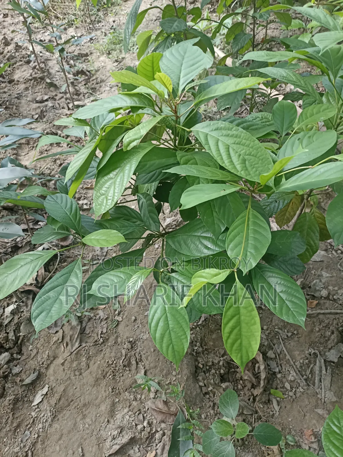 চারা গাছ ####
