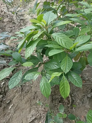 চারা গাছ ####
