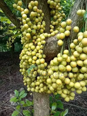 চারা গাছ ####