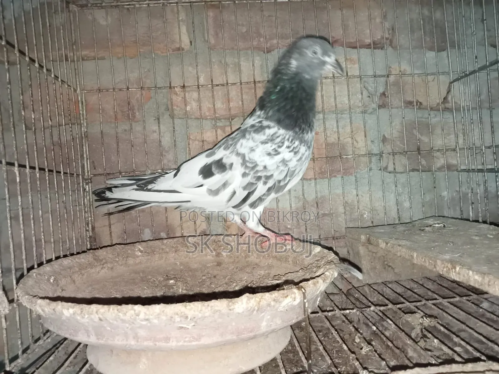পাকিস্তানি কবুতর