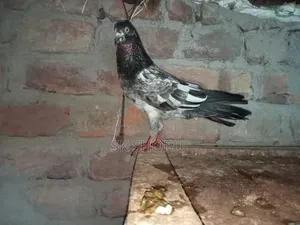 পাকিস্তানি কবুতর