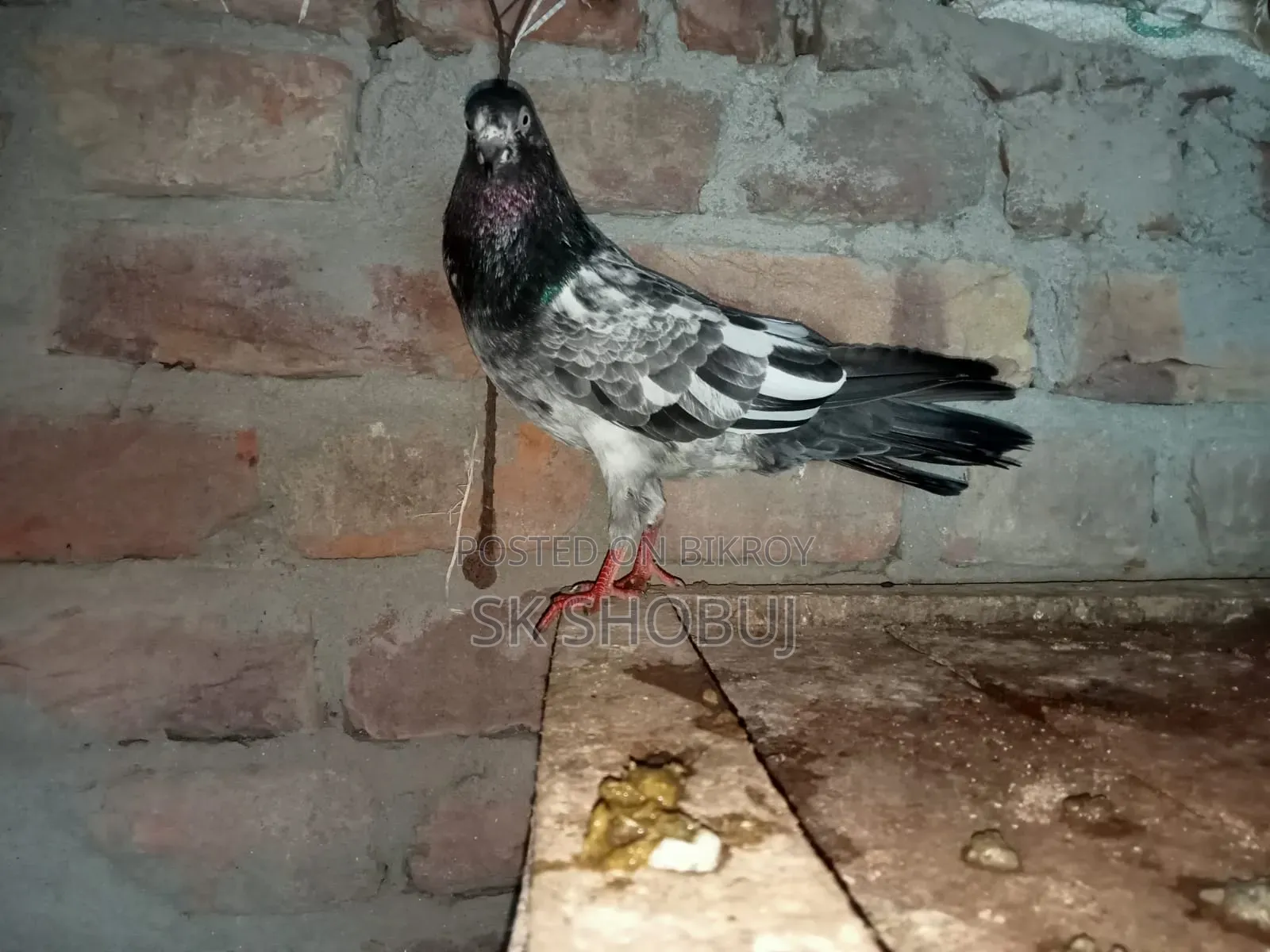 পাকিস্তানি কবুতর