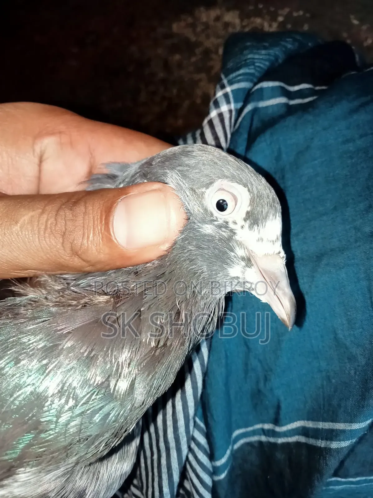 পাকিস্তানি কবুতর