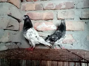 একজোড়া পাকিস্তানি কবুতর