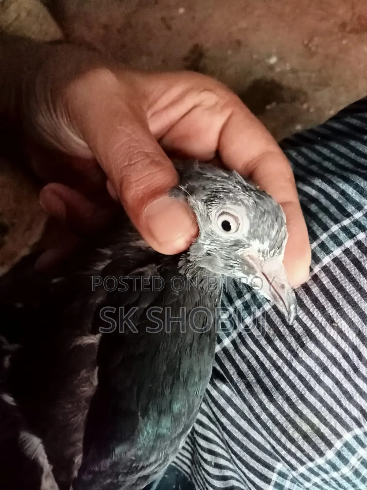 একজোড়া পাকিস্তানি কবুতর