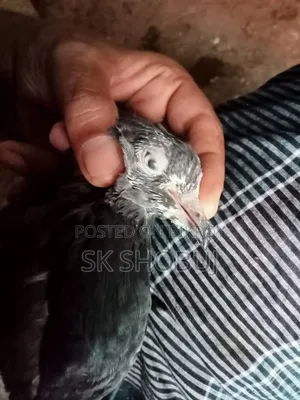 একজোড়া পাকিস্তানি কবুতর