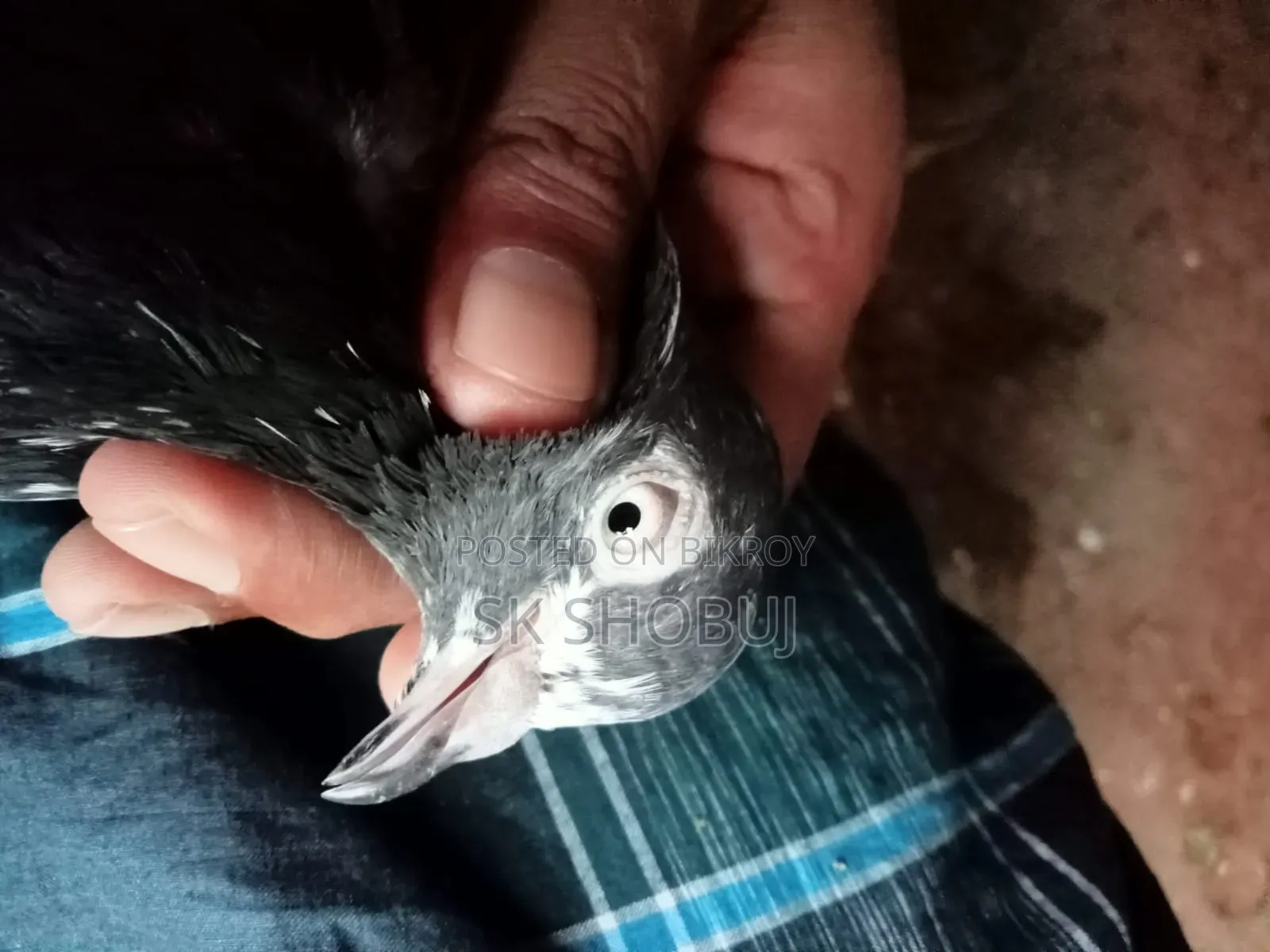 একজোড়া পাকিস্তানি কবুতর