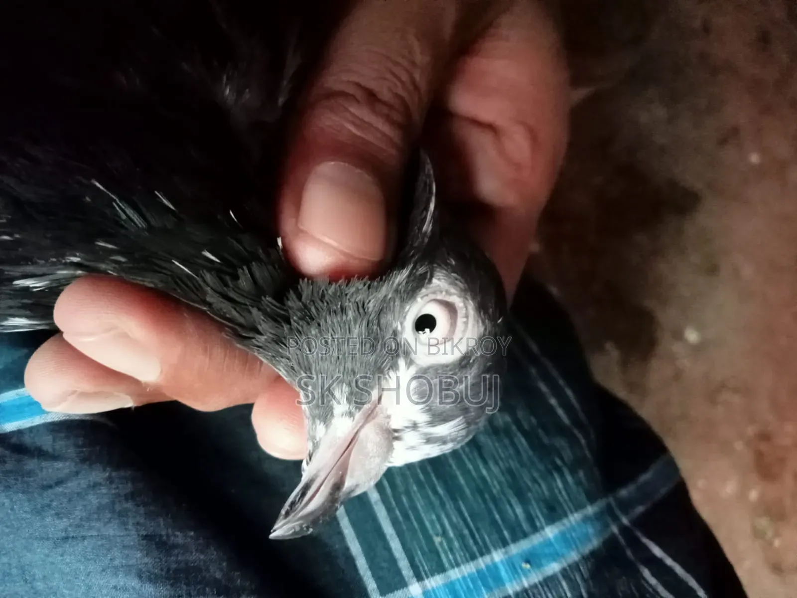 একজোড়া পাকিস্তানি কবুতর