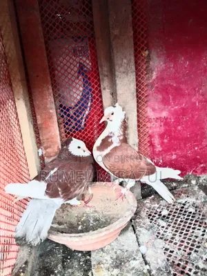 গোল্লা কবুতর
