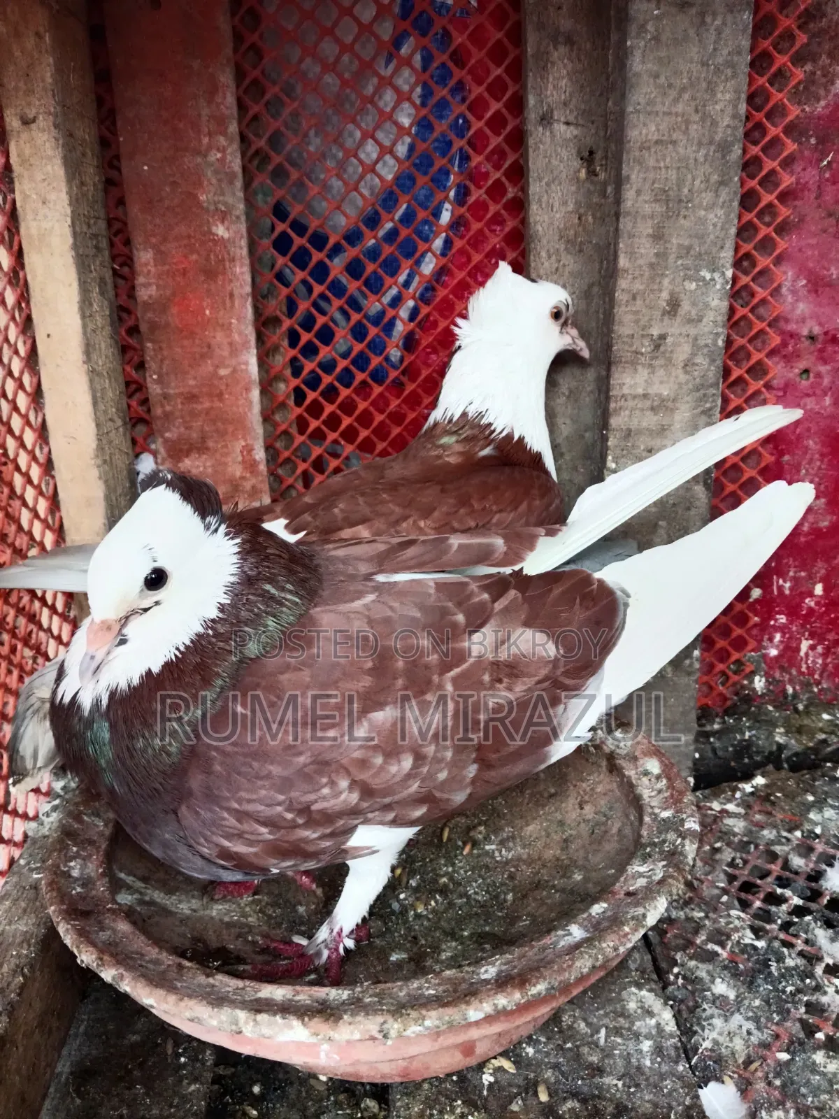গোল্লা কবুতর