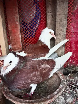 গোল্লা কবুতর