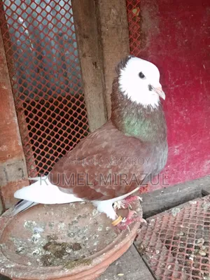 গোল্লা কবুতর