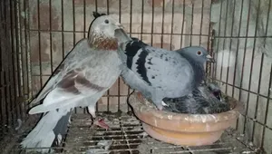 Racer Pair