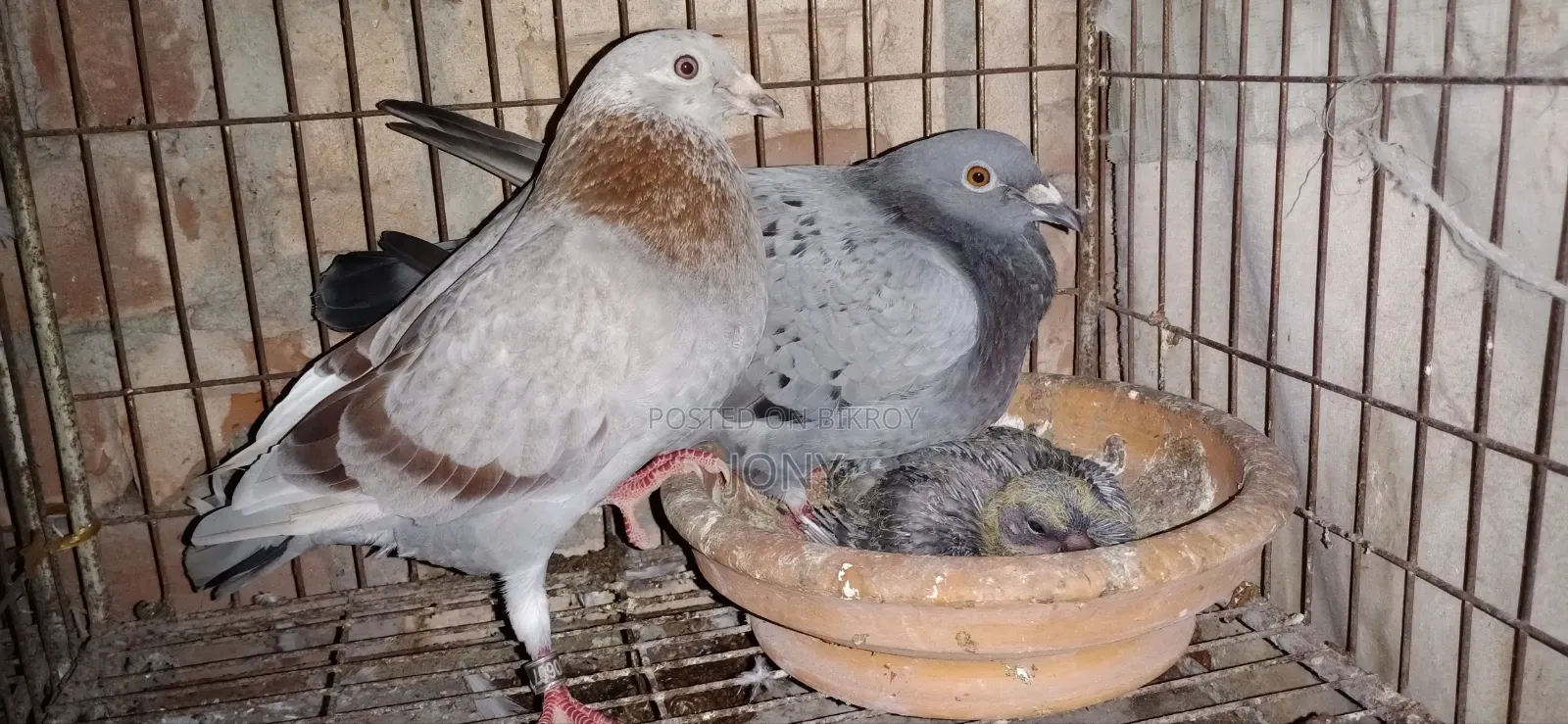 Racer Pair