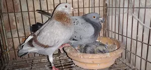 Racer Pair