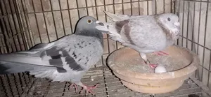 Racer Pair