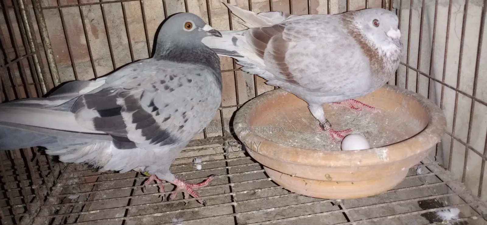Racer Pair