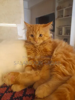 3-6 Months Male Purebred Persian