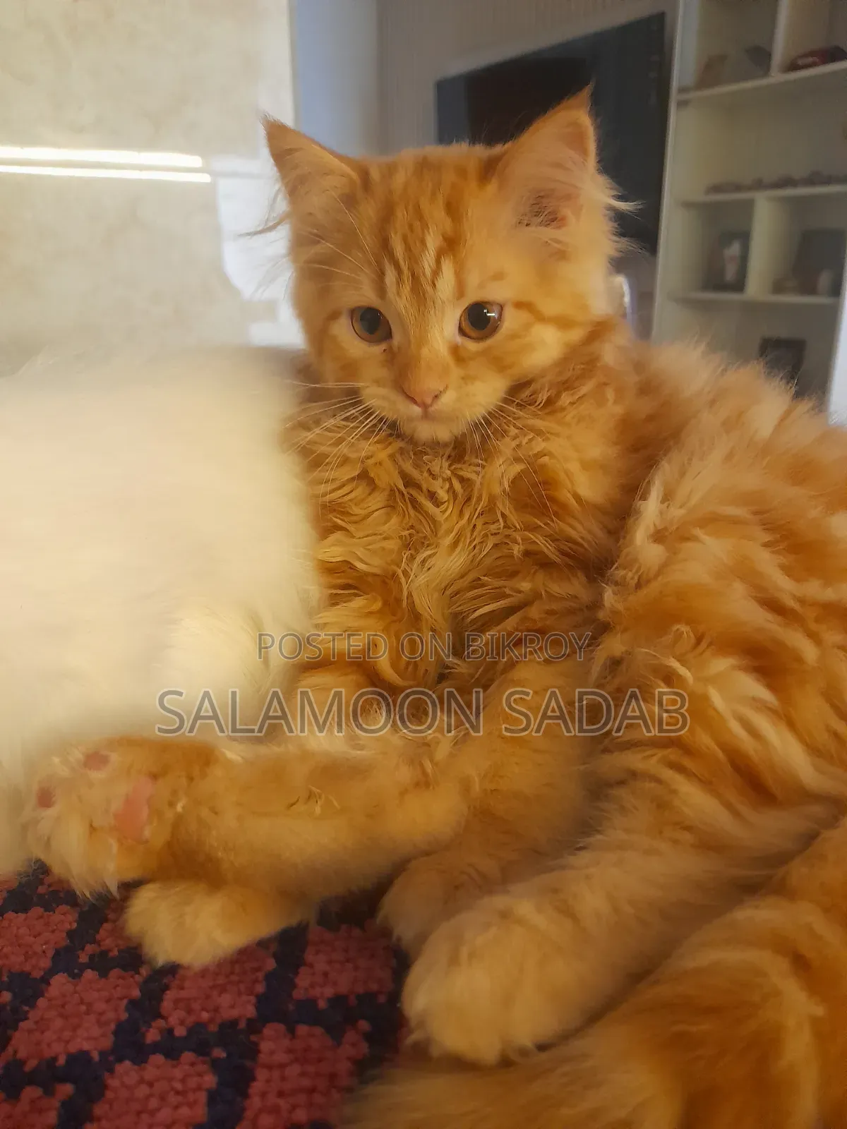 3-6 Months Male Purebred Persian