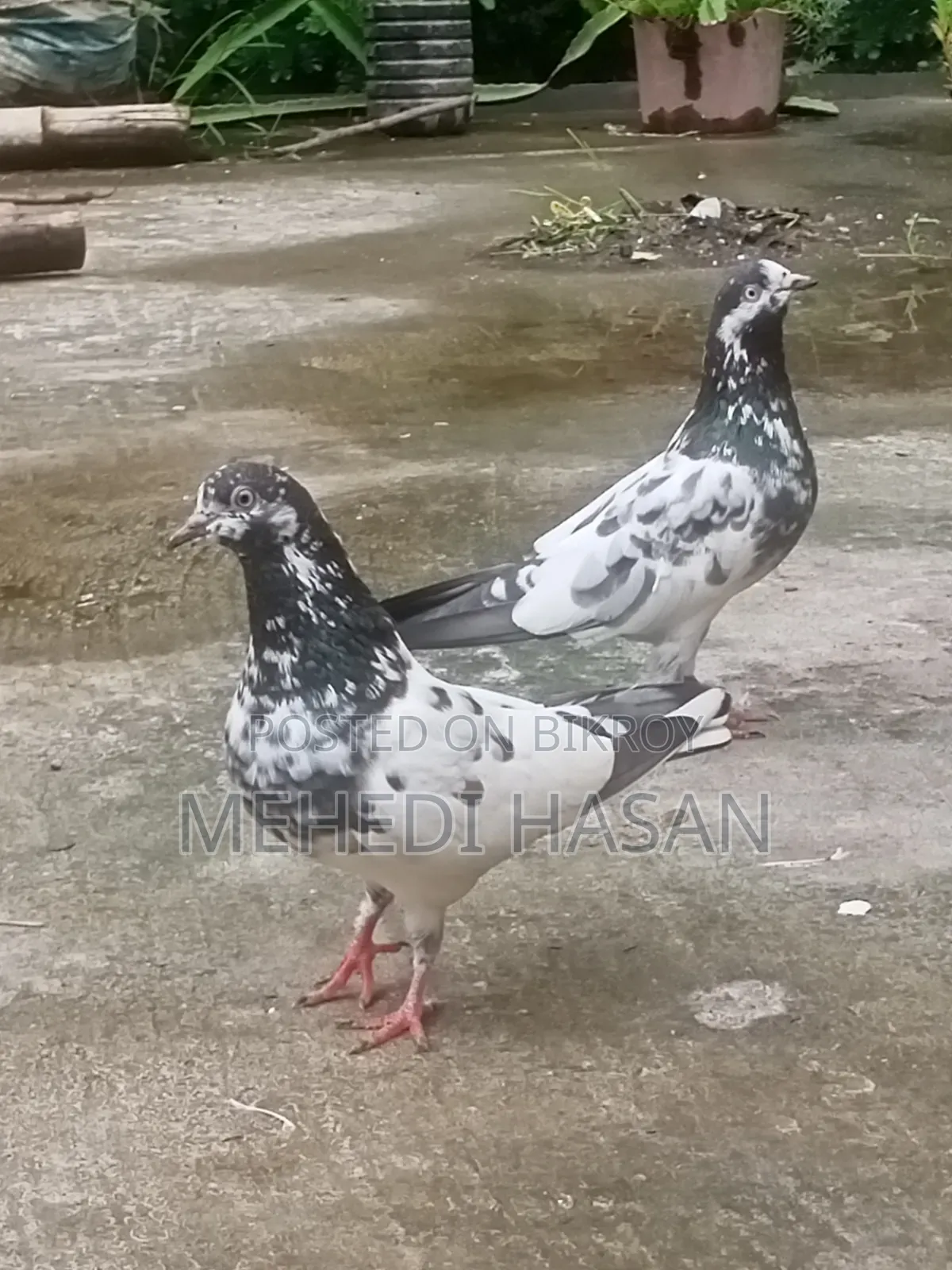 Teddy Running Pair, Dim Baccha 100% Okkk Ace,basai Ashe Dekhe Niben.