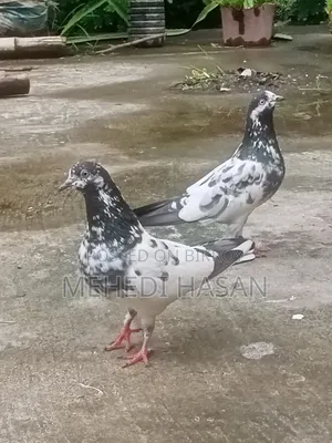 Teddy Running Pair, Dim Baccha 100% Okkk Ace,basai Ashe Dekhe Niben.