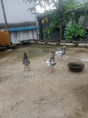 Teddy Running Pair, Dim Baccha 100% Okkk Ace,basai Ashe Dekhe Niben.