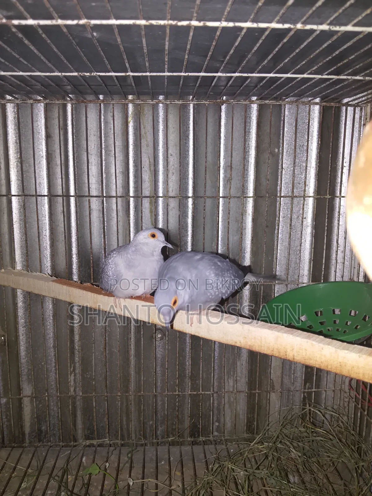 Diamond Dove for Sale