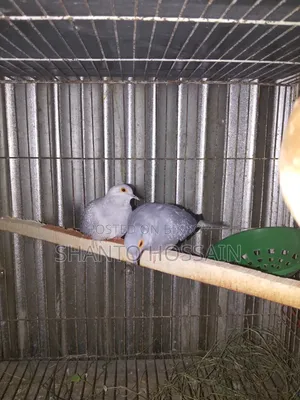 Diamond Dove for Sale