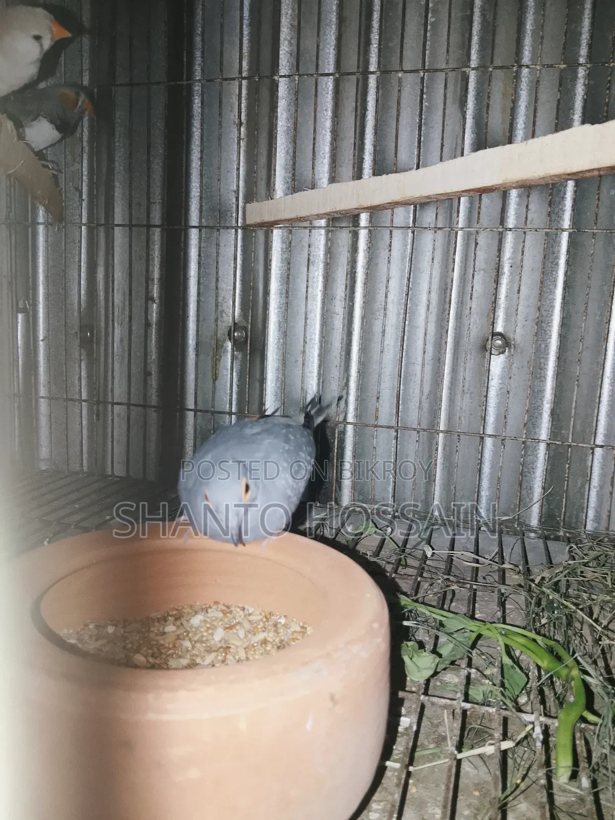 Diamond Dove for Sale