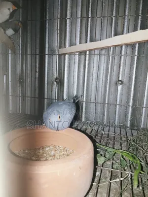 Diamond Dove for Sale