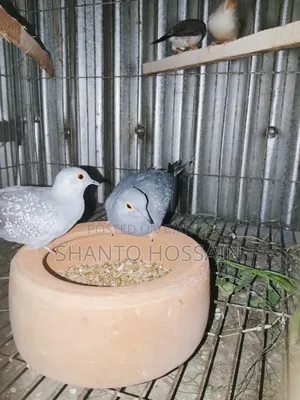Diamond Dove for Sale