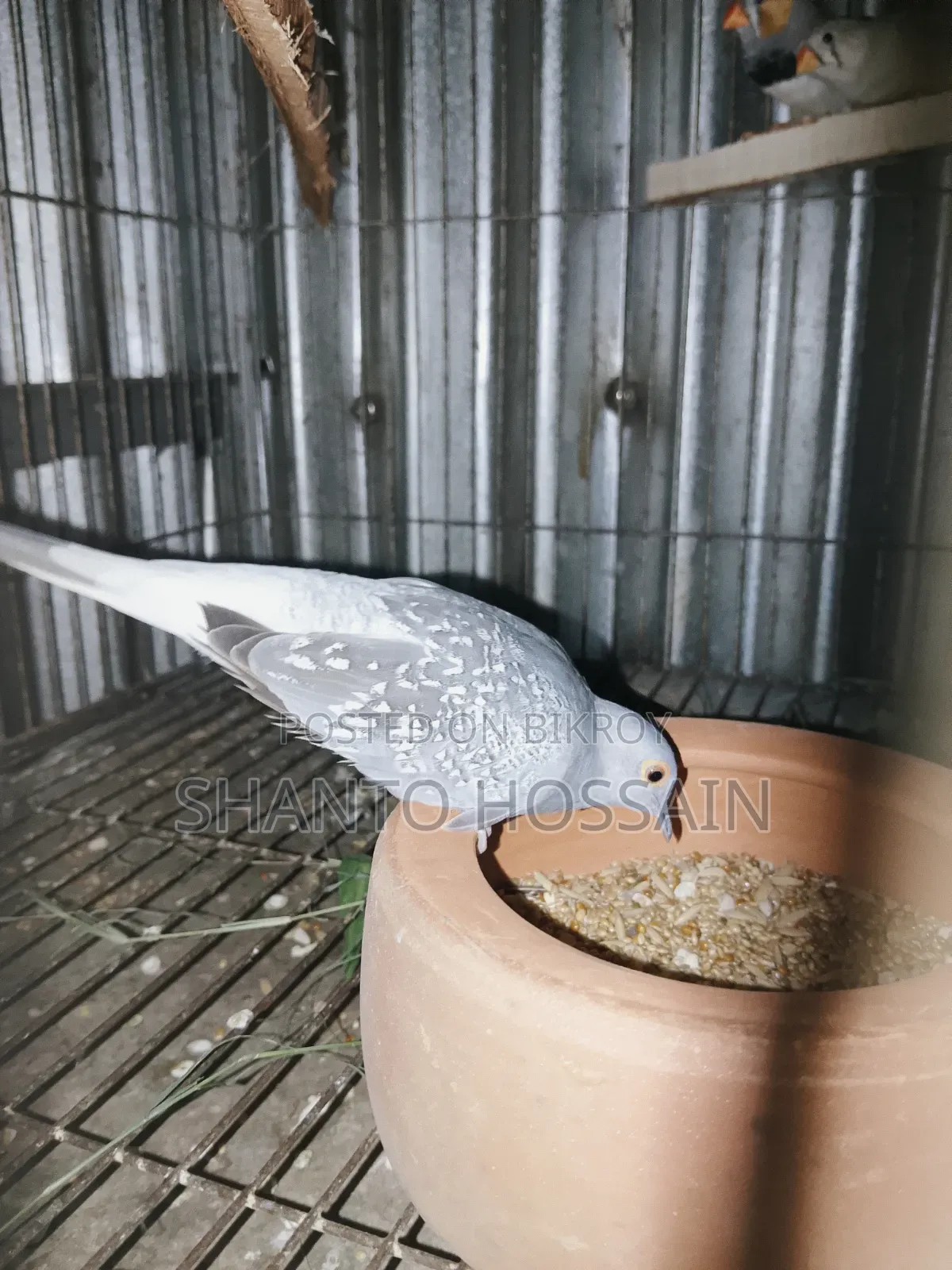 Diamond Dove for Sale
