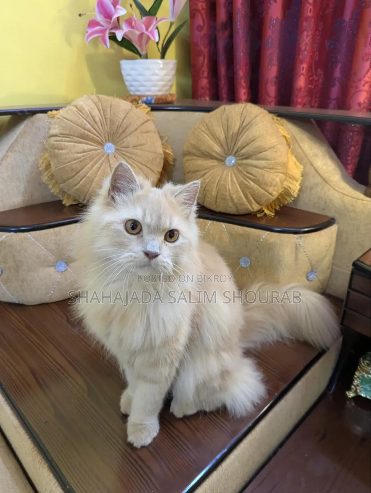 1+ Year Male Purebred Persian