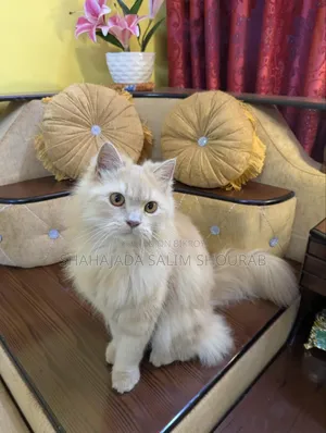 1+ Year Male Purebred Persian