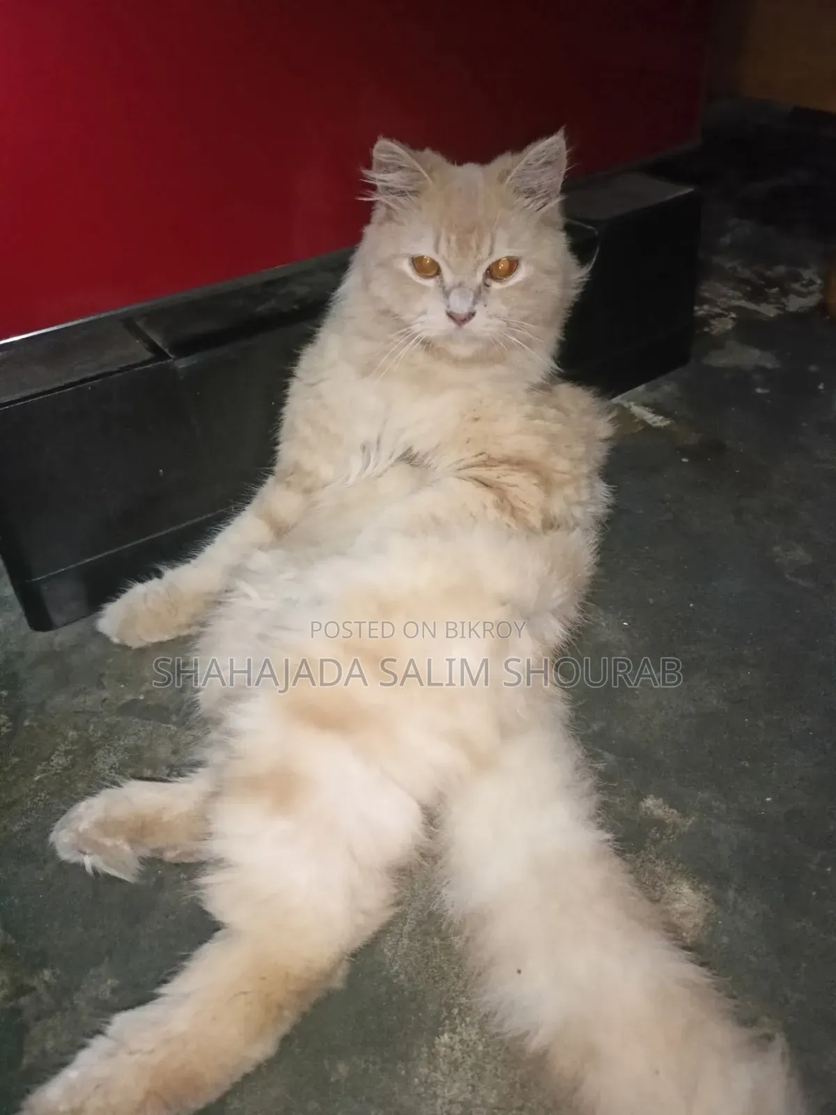 1+ Year Male Purebred Persian