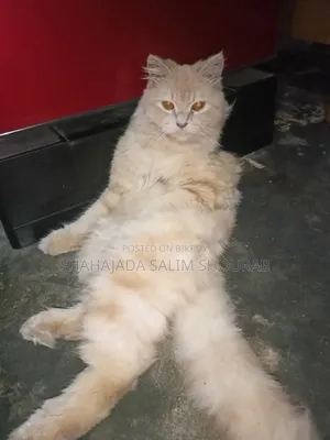1+ Year Male Purebred Persian
