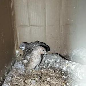 Running King Quail