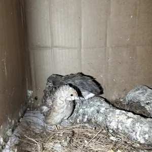Running King Quail