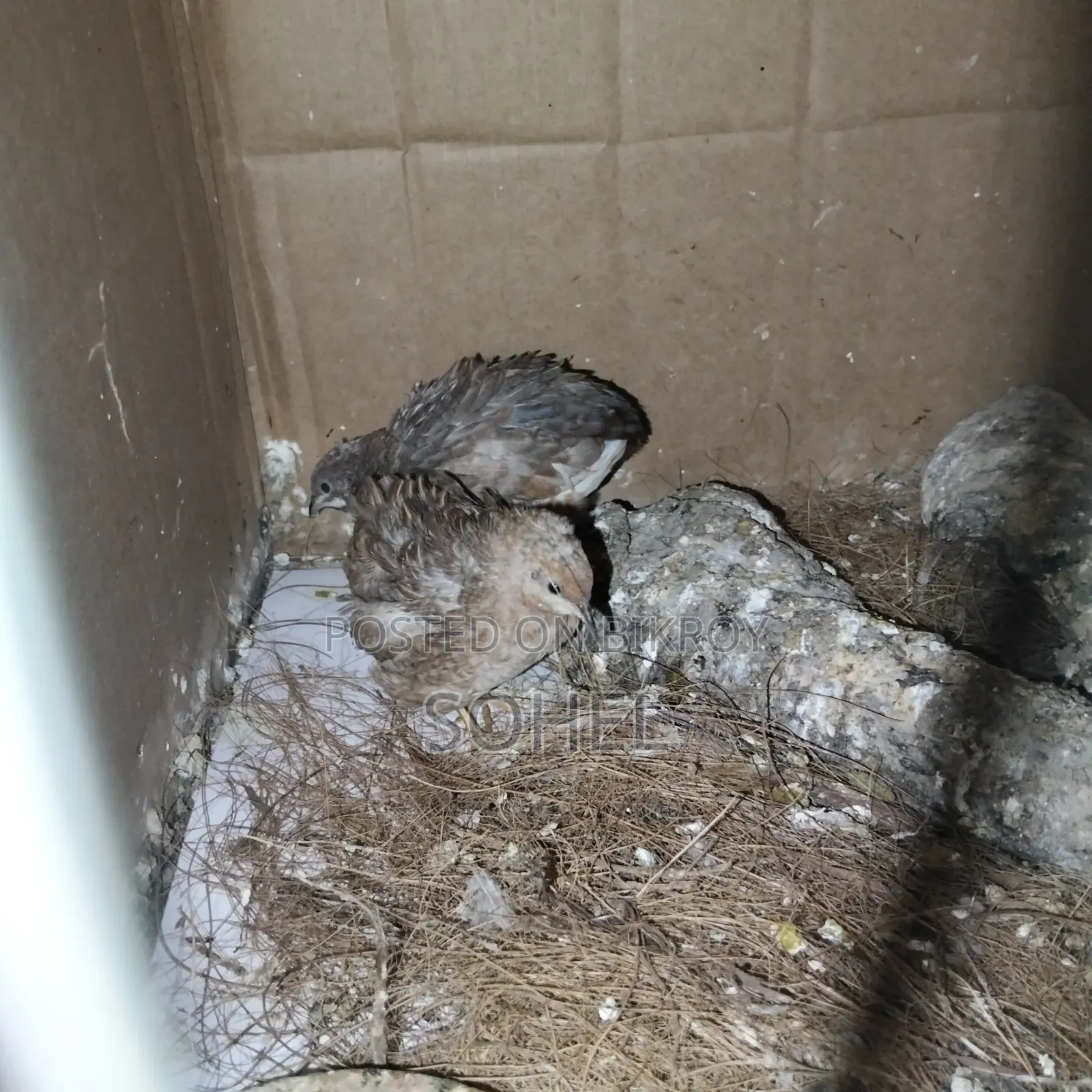 Running King Quail