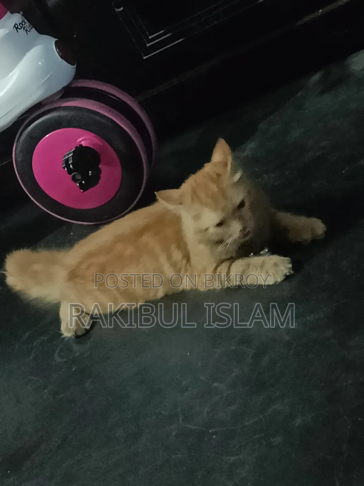 6-12 Months Female Purebred Persian