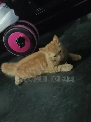 6-12 Months Female Purebred Persian